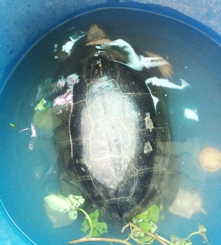 Bắt được "cụ" rùa nặng 9 kg - 1