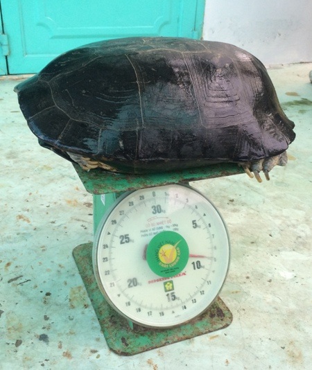 Cụ rùa cân nặng đến 9 ký.