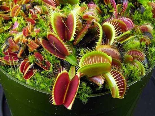 Những loài cây ăn thịt thú vị nhất trên trái đất - 1 Những loài cây ăn thịt thú vị nhất trên trái đất - 1