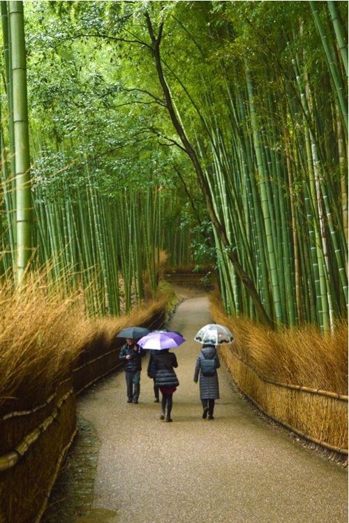 Việt Nam có đại diện trong Top ảnh đẹp chung kết của National Geographic - 5 Rừng tre Arashiyama ở Kyoto, Nhật Bản. Tác giả: Jenilyn Fabian