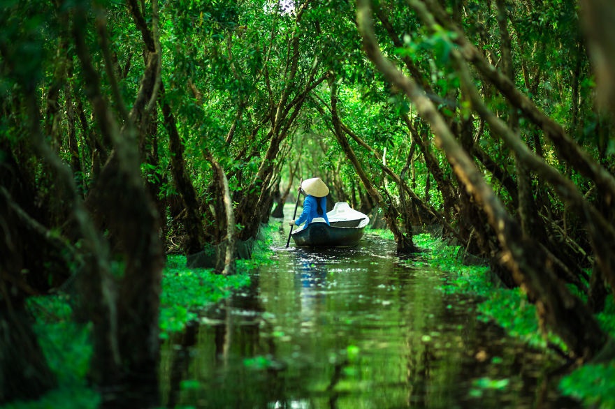 Non nước Việt Nam - những mảnh ghép của sự tương phản - 12 Rừng tràm Trà Sư, Châu Đốc, An Giang