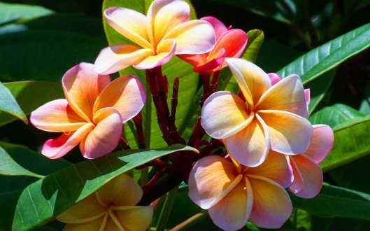 Vẻ kiêu sa của những loài hoa đẹp nhất thế giới | Báo Dân trí