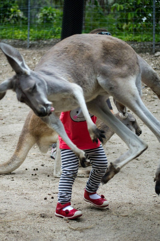Bật cười với khoảnh khắc động vật "phá bĩnh" - 11 Kangaroo nhảy vào khung hình.