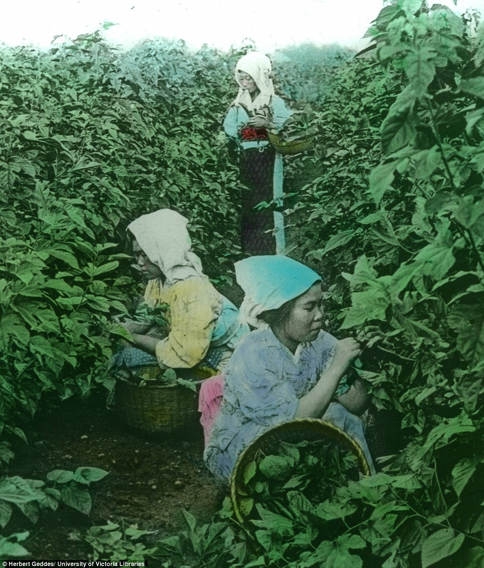 Chùm ảnh màu hiếm hoi về Nhật Bản hơn 100 năm trước - 11 Một nhóm lao động nữ đang hái lá dâu