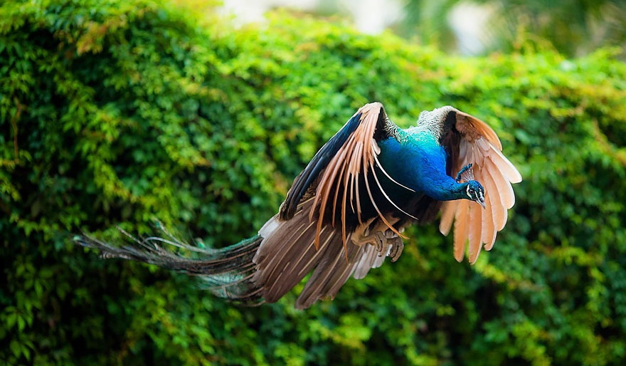 The rare moment when a peacock spreads its wings - 5