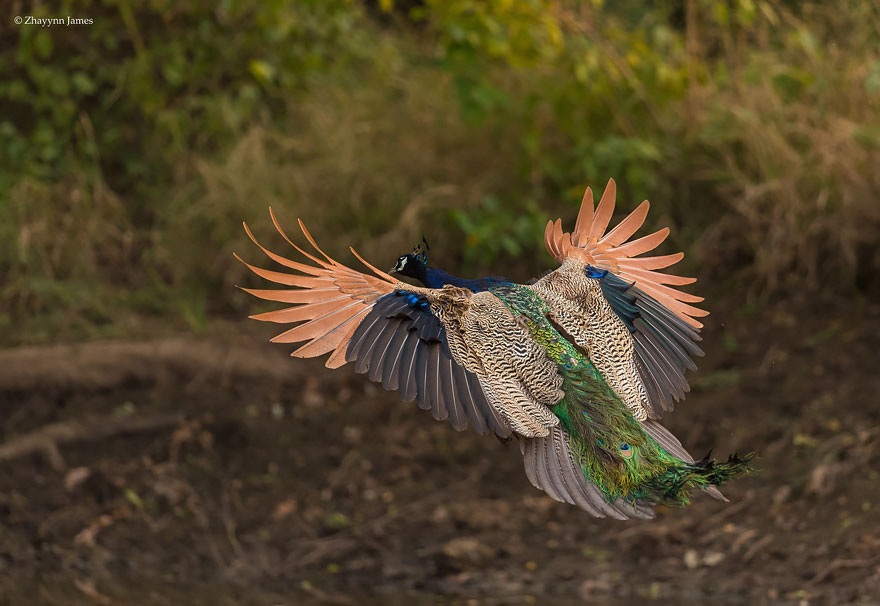 Very few people get to witness peacocks flying