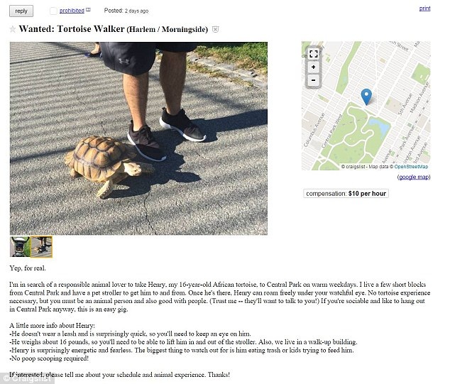 Dắt rùa đi dạo, mỗi tháng kiếm bạc triệu - 1 Dắt rùa đi dạo, hưởng lương hơn 220 nghìn Đồng/giờ