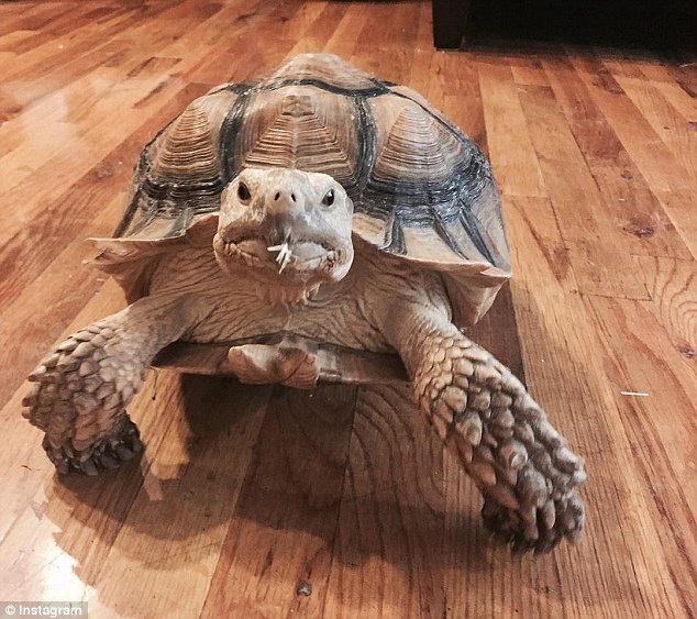 Dắt rùa đi dạo, mỗi tháng kiếm bạc triệu - 2 Chân dung của chú rùa Henry 16 năm tuổi