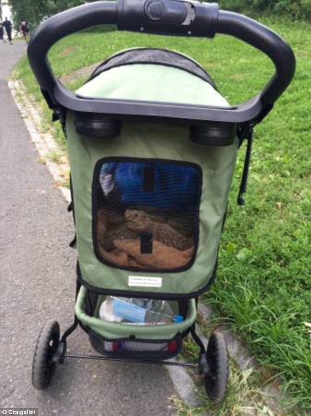 Dắt rùa đi dạo, mỗi tháng kiếm bạc triệu - 3 Xe đẩy chuyên chở đưa rùa đi chơi