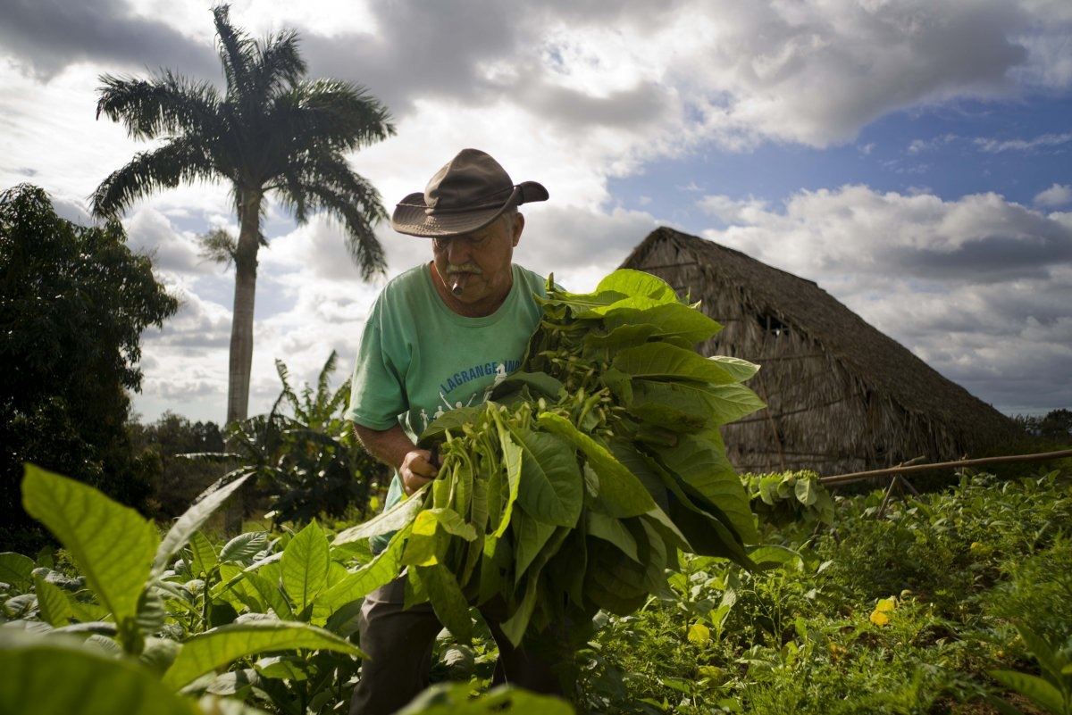 Cuộc sống đời thường ở Cuba sau chuyến thăm thế kỷ của Obama - 5 Ông Raul Valdes Villasusa đang thu gom lá thuốc ở trang trại nằm ở Pinar del Rio. Cuốn xì gà đã trở thành thương hiệu đình đám thế giới của riêng Cuba. Nó được coi là một hình thức nghệ thuật ở quốc gia này, được truyền qua nhiều thế hệ.