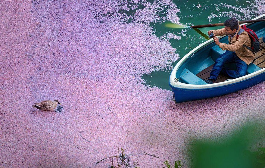 Đắm mình trong “mùa hoa kỳ diệu” – màu của anh đào ở Nhật Bản - 12 Dòng sông hoa