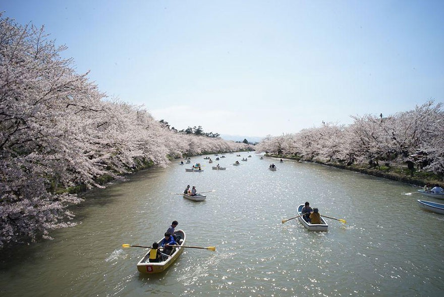 Đắm mình trong “mùa hoa kỳ diệu” – màu của anh đào ở Nhật Bản - 5 Tham dự ngày hội Hanami - ngày hội ngắm hoa