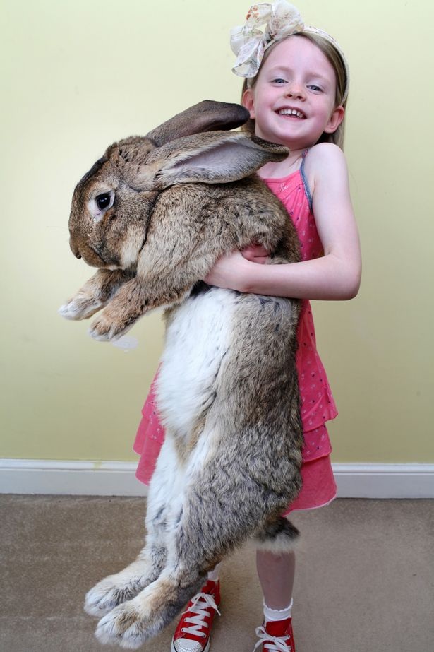 Con thỏ lớn nhất thế giới to như con chó, dài hơn 1m | Báo Dân trí
