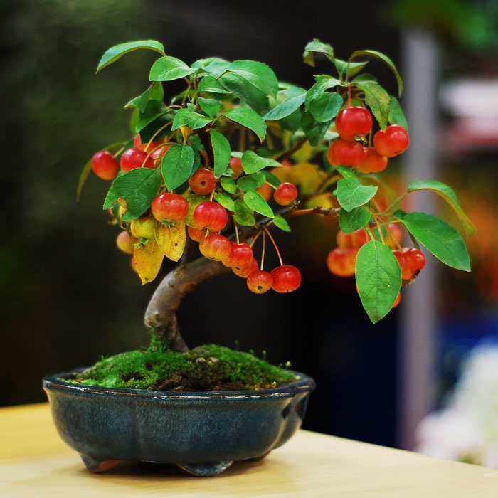 Những cây bonsai đẹp nhất mọi thời đại - 10 Chậu bonsai giống táo dại của Nhật Bản