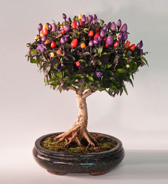 Những cây bonsai đẹp nhất mọi thời đại - 11 Chậu bonsai về một giống ớt của Chile