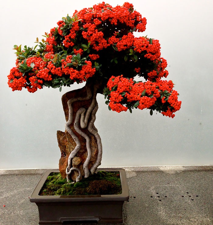 Những cây bonsai đẹp nhất mọi thời đại - 12 Chậu bonsai hoa Pyracantha, một loài thực vật có hoa trong họ Hoa hồng.