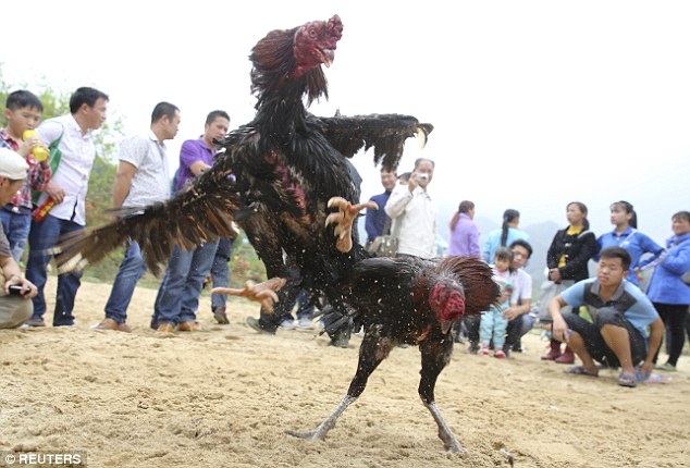Thành phố ở Trung Quốc gây tranh cãi với kế hoạch hút khách bằng chọi gà - 2
Chính quyền thành phốTurpan hi vọng nhờ chọi gà sẽ đưa khách du lịch tới đây nhiều hơn