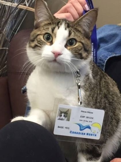 Mèo trở thành tiếp viên phi hành đoàn - 2 Meow Meow có tên trong đội ngũ nhân viên trên chuyến bay