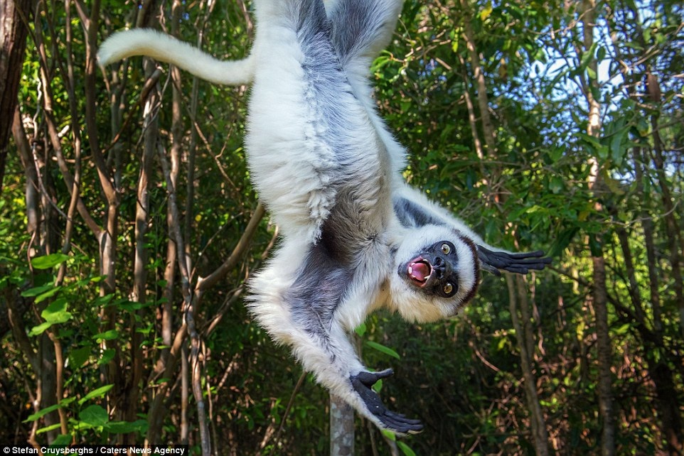 Một tư thế vui nhộn khác trước ống kính.