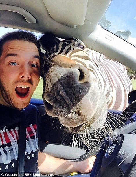 Chàng sinh viên Malte Woestefeld khi tới thăm vườn thú ở Đức bỗng nhiên có chú ngựa vằn xông vào chụp cùng.