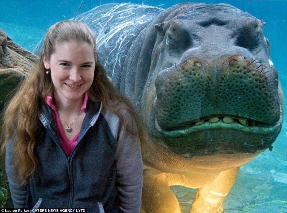 Nữ du khách Lauren Parker, 30 tuổi, đang hạnh phúc chụp hình ở vườn thú San Diego mà không biết rằng có chú hà mã Otis đang đồng hành ở phía sau.