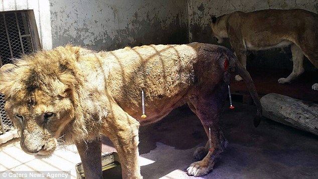 Câu chuyện buồn về những "chúa sơn lâm" gầy yếu và cô đơn - 5 Câu chuyện buồn về những "chúa sơn lâm" gầy yếu và cô đơn - 5