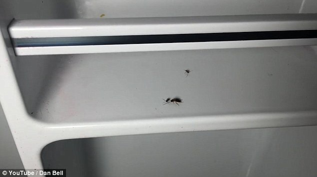 Du khách phát hoảng khi thấy rệp bò lổm ngổm, gián chết trong tủ lạnh - 6 Côn trùng bò trong tủ lạnh để trống