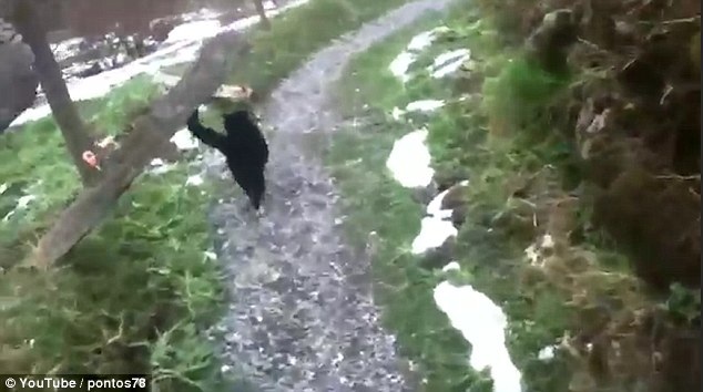 Chú mèo dẫn đường đưa vị khách đi lạc về nhà nghỉ