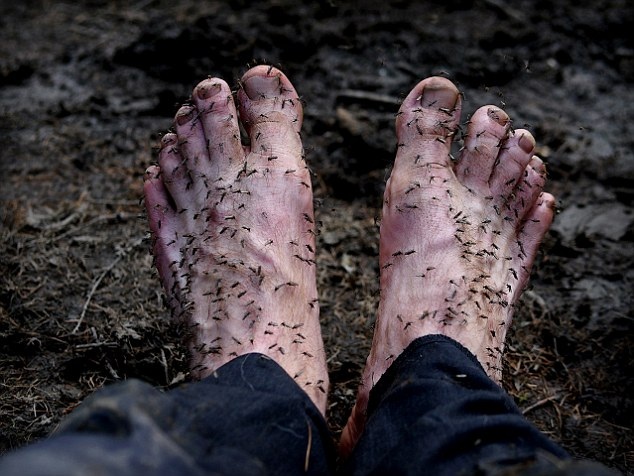 “Sởn da gà” với bức ảnh du khách bị trăm con muỗi bu kín chân - 1 Hơn trăm con muỗi cùng bu kín chân của nhiếp ảnh gia khi anh vừa cởi tất