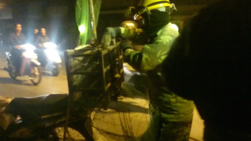 Hà Nội: Săn chuột cống kiếm tiền triệu mỗi đêm - 2 Sau khi săn được chuột, thợ săn nhốt vào lồng sắt buộc ở sau xe.