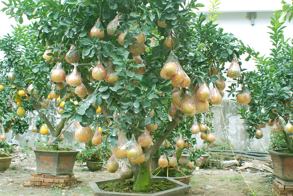 Chiêm ngưỡng vườn bưởi nửa tỷ chơi Tết - 1 Cây bưởi này có giá 35 triệu đồng, hiện tai đã có khách đặt mua. Trên cây có khoảng 120 quả và thâm niên 15 năm.