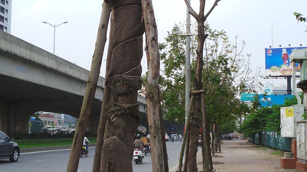 
Hai cây sấu mới được trồng thay thế, đoạn đối diện cổng làng Đình Thôn, cũng đã chết khô.
