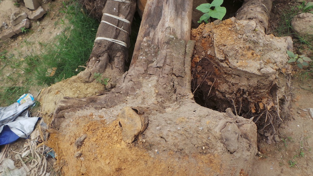 
Một số câu sấu chết bong hết vỏ, có đường kính khá lớn, bầu đất ở gốc cây vẫn còn nguyên, không thấy có hiện tượng đâm rễ.
