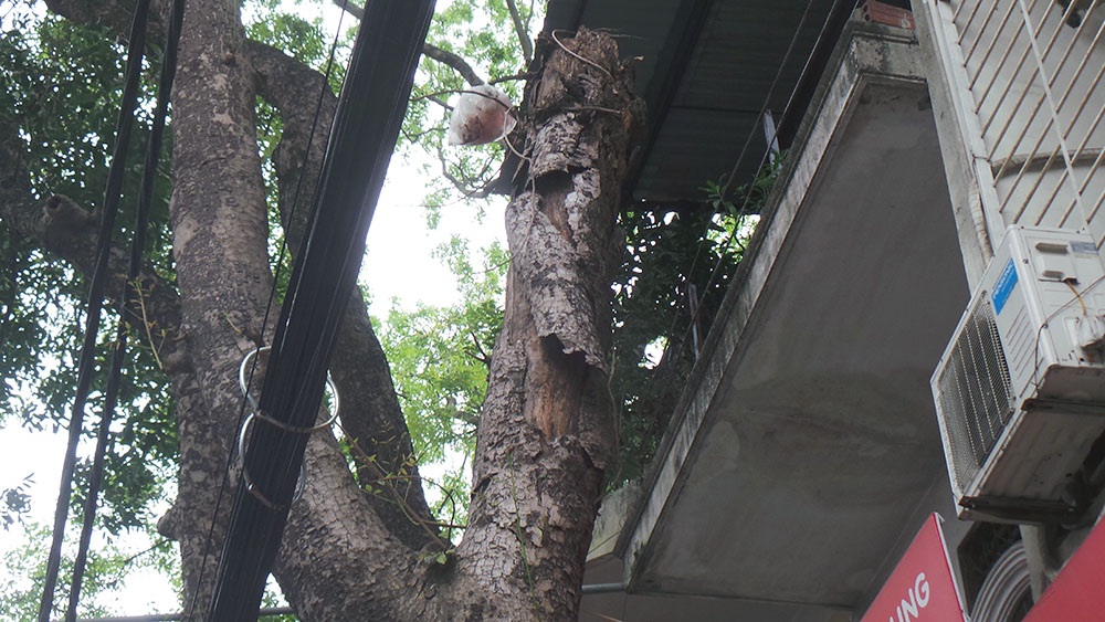 Mối họa khôn lường từ cây chết khô ở Hà Nội trước mùa bão - 5
Một thân cây chết đã nhiều năm trên đường La Thành có phần ngọn đã được cắt bỏ nhưng thân cây vẫn được để lại.
