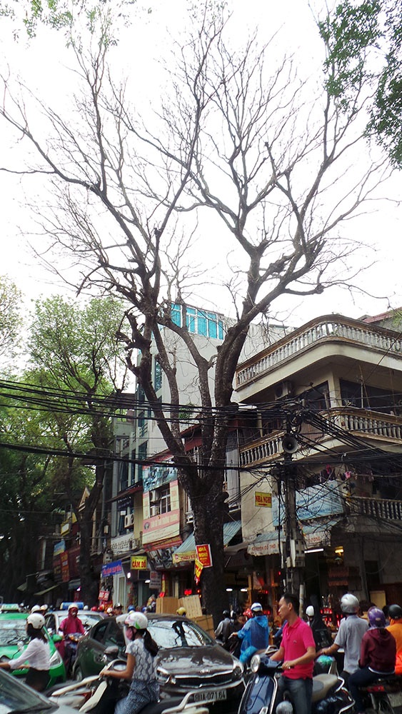 Mối họa khôn lường từ cây chết khô ở Hà Nội trước mùa bão - 4
Cây xà cừ đã chết khô trên đường Đê La Thành, khu vực gần viện nhi Trung ương. Toàn bộ phần cành ngọn chưa được cắt bỏ. Với mật độ giao thông lớn, nếu như cây đổ hay gãy cành sẽ gây hậu quả khôn lường.