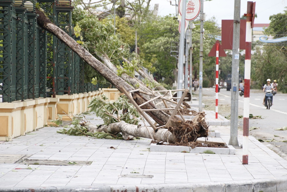 
Một hàng cây mới trồng trước vỉa hè trung tâm hành chính của thành phố Thái Bình bị đổ.
