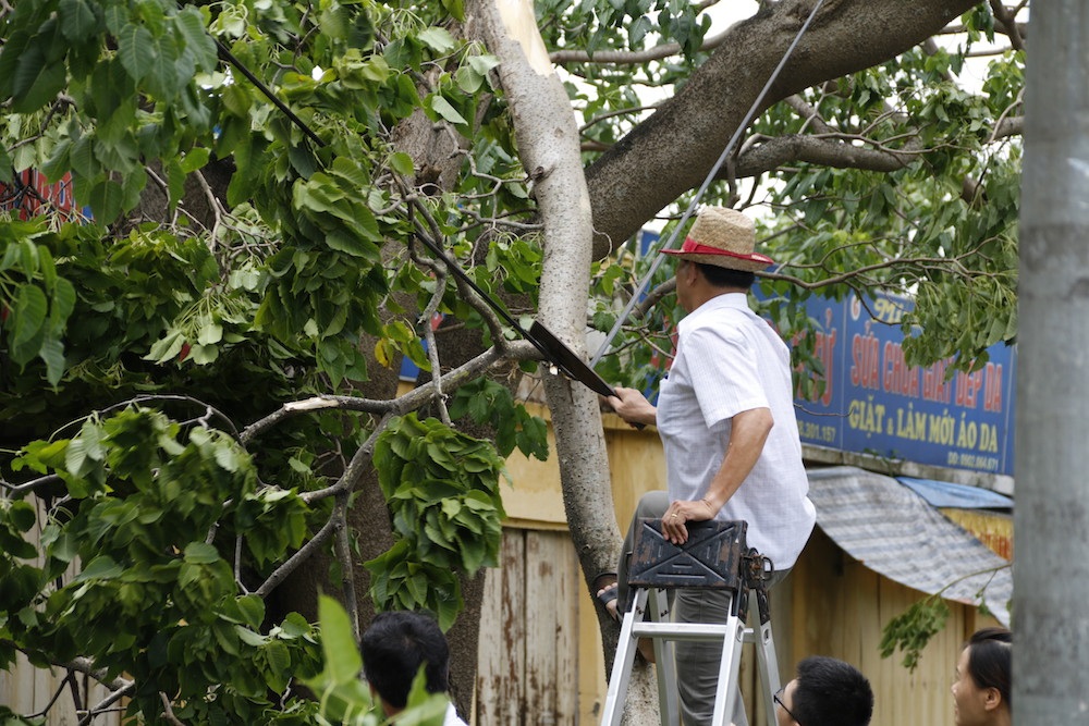 
Mặt tiền rạp chiếu phim thành phố bị bao vây bởi cây đổ khiến cán bộ trung tâm phải tất bật dọn dẹp.
