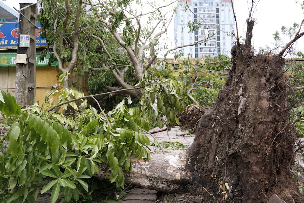 
Dọc các tuyến phố, đâu đâu cũng thấy cây đổ ngổn ngang. Ngay sau khi bão tan, người dân và chính quyền địa phương phải căng mình dọn dẹp.
