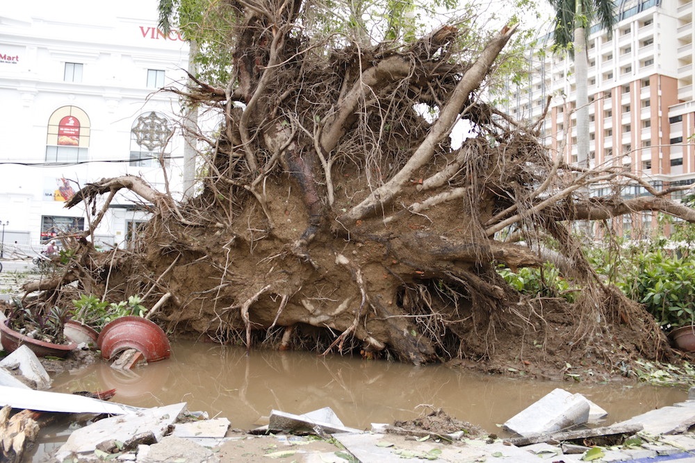 
Một gốc cây xà cừ cổ thụ nằm trong vườn hoa thành phố Thái Bình bị quật đổ bởi cơn bão số 1. Phần lớn cây xanh trong vườn hoa này không thể trụ vững trước gió dữ.
