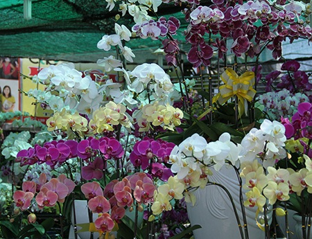 
Lan Hồ Điệp cũng được ưa chuộng
