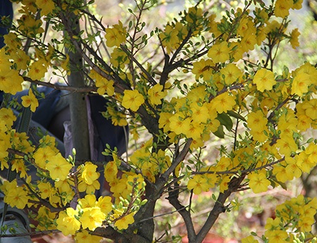 Hoa Xuân xuống phố Sài Gòn - 2