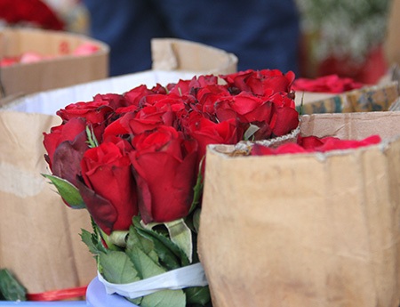 Hoa hồng đỏ vẫn là loại hoa được ưa chuộng nhất trong mùa Valentine, với mức giá bán lẻ là 10.000 đồng/bông