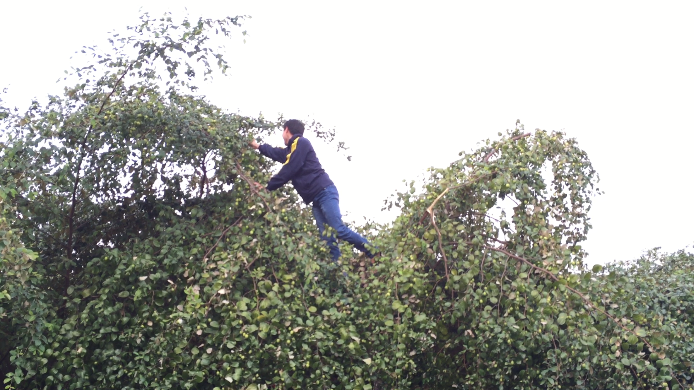 
Nhiều bạn trẻ nghịch ngợm, trèo cả lên cây để vặt được quả ưng ý.
