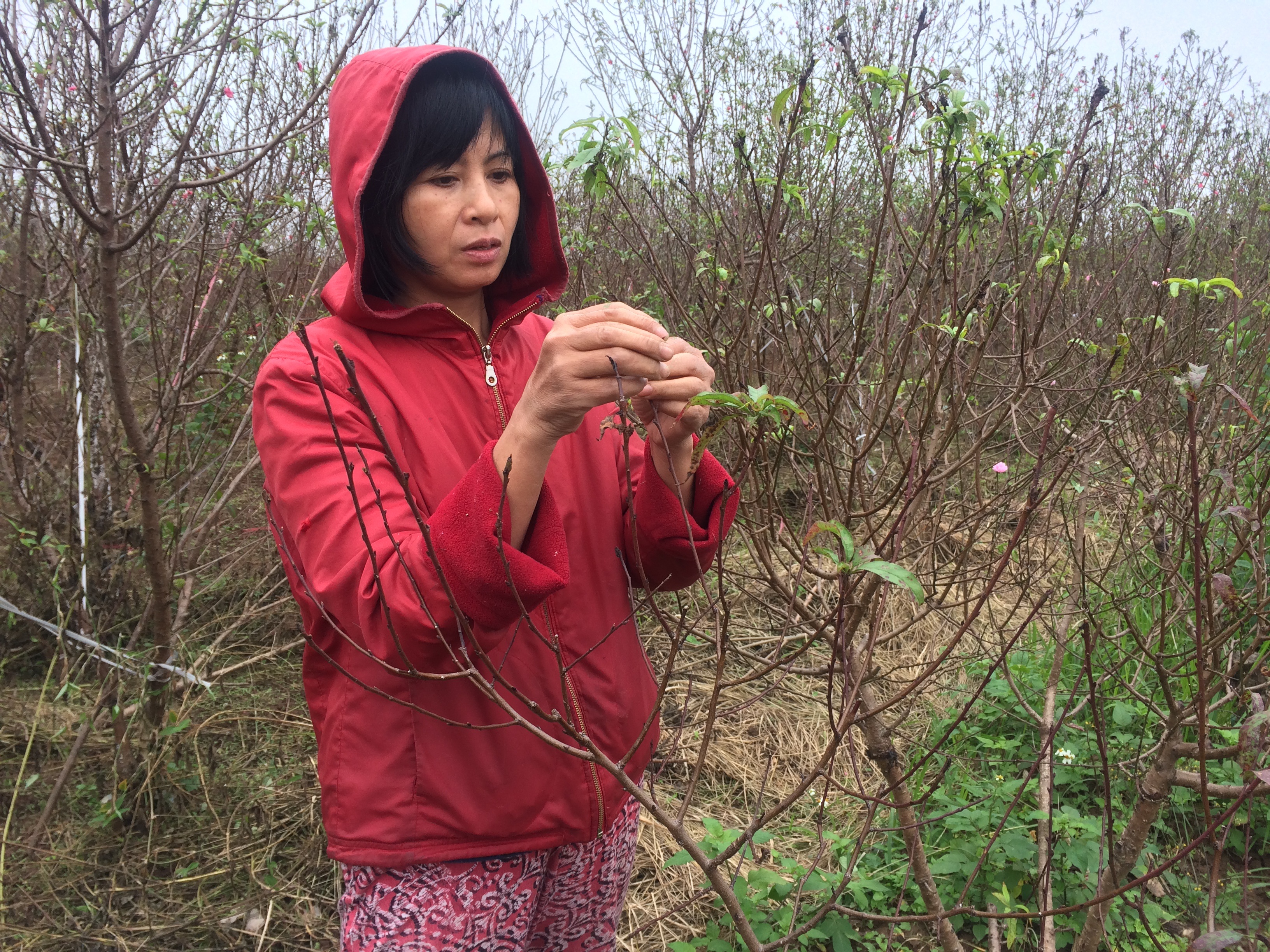 Chị Phương: Có nhà dùng phân hóa học thúc đào. Như vậy đào nở nhanh nhưng hoa lại chóng tàn.