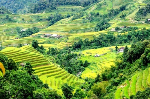 Đến hẹn lại lên, mùa vàng Hoàng Su Phì "vẫy gọi" du khách - 6