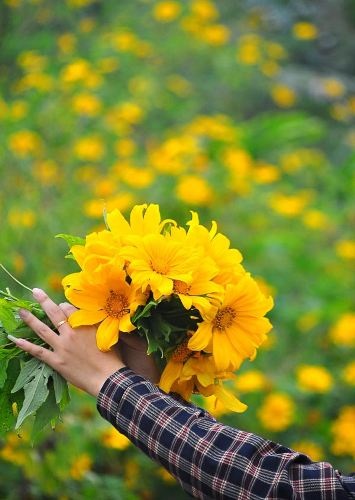 Giới yêu hoa háo hức lên Ba Vì “săn hoa Dã quỳ” - 3 Giới yêu hoa háo hức lên Ba Vì “săn hoa Dã quỳ” - 3