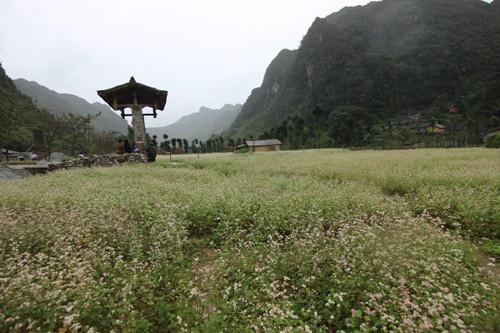 Mùa hoa tam giác nở hấp dẫn du khách bằng các sản vật làm ra từ thứ hoa này