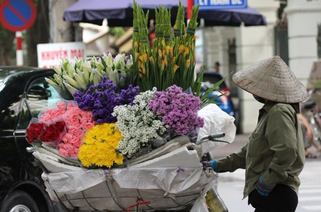 Cúc họa mi nở sớm vội vã về phố thị Hà Thành - 3