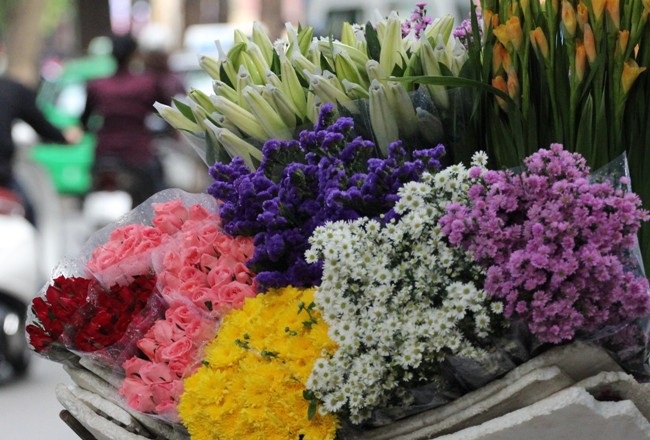 Cúc họa mi nở sớm vội vã về phố thị Hà Thành - 1