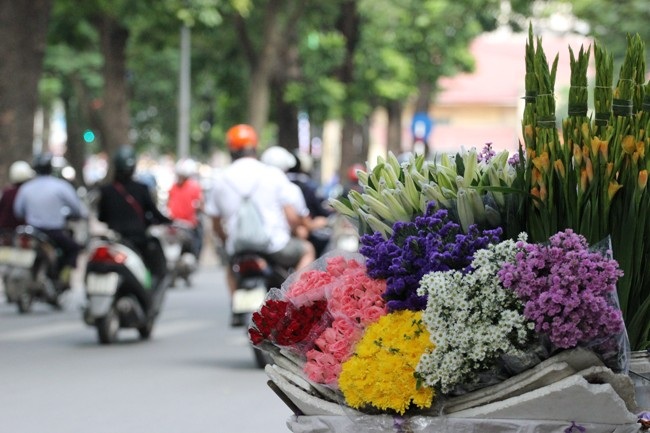Cúc họa mi nở sớm vội vã về phố thị Hà Thành - 2